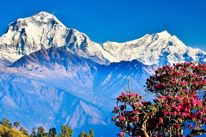 Ghorepani Poonhill Trek -8 Days - Day 5: The Poon Hill Sunrise Day You Actually Came For
