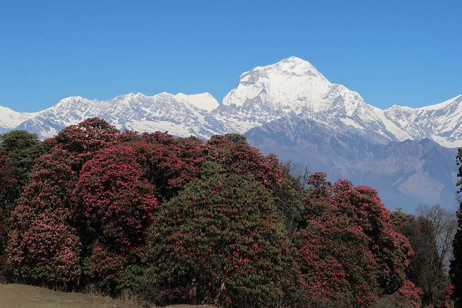 Ghorepani Poonhill Trek -8 Days - Day 6: Ghorepani Down to Ghandruk—Easy Walking, Real Village Time