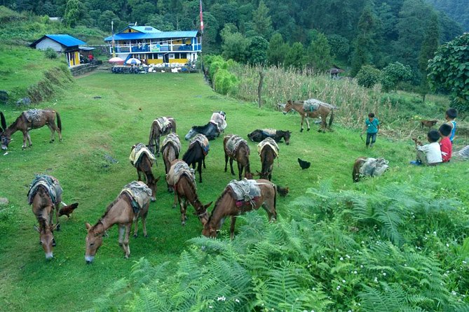 Kanchenjunga South Base Camp Trek - 13 Days - The early trekking days: rice fields, bridges, and first Kanchenjunga glimpses (Day 3–4)