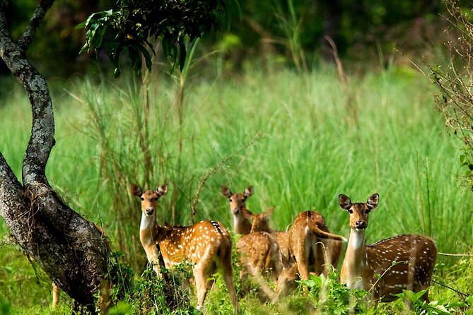 Kathmandu 2 Nights 3 Days Chitwan Jungle Safari Tour - Forest walking tour: where your senses do more work