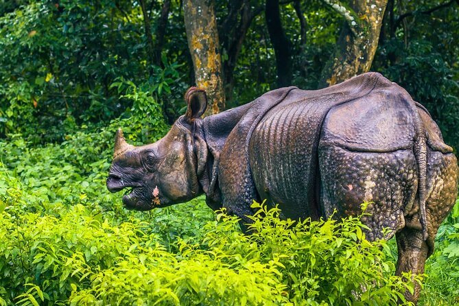 Kathmandu 2 Nights 3 Days Chitwan Jungle Safari Tour - Price and value: is $190 per person fair for what you get?