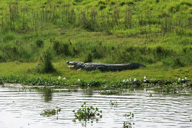 Kathmandu 2 Nights 3 Days Chitwan Jungle Safari Tour - Jeep safari time in Chitwan National Park: the action-focused centerpiece