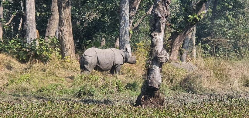 Kathmandu: 3-Day Chitwan Safari Tour with Hotel Transfers - Key Things I’d Highlight Before You Go