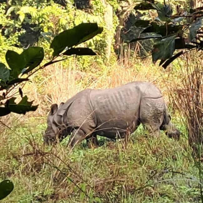 Kathmandu: 3-Day Chitwan Safari Tour with Hotel Transfers - Where You Sleep in Chitwan: Lodge Comfort Beats Rushing