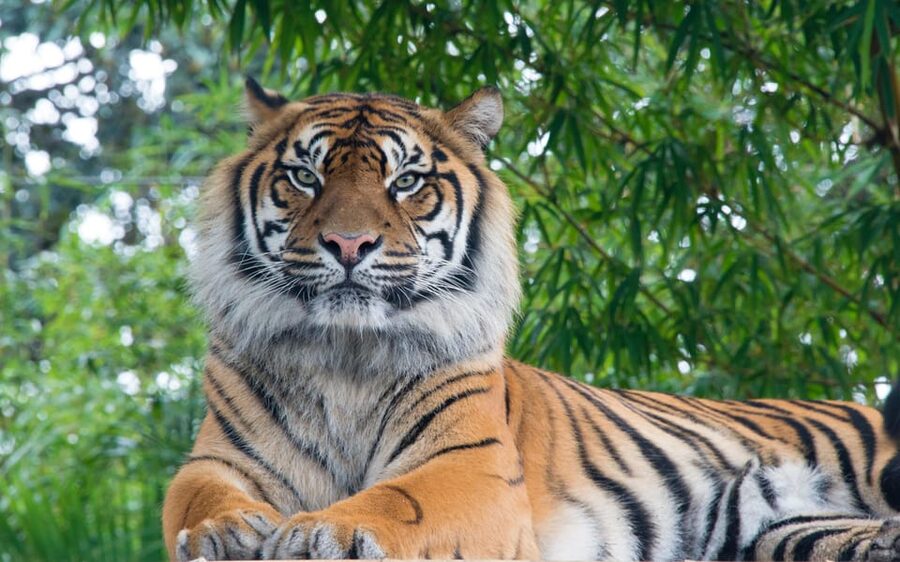 Kathmandu: 4-Day Private Chitwan National Park Safari Tour - Tharu Village and Culture: A Chance to See Life Beyond the Park