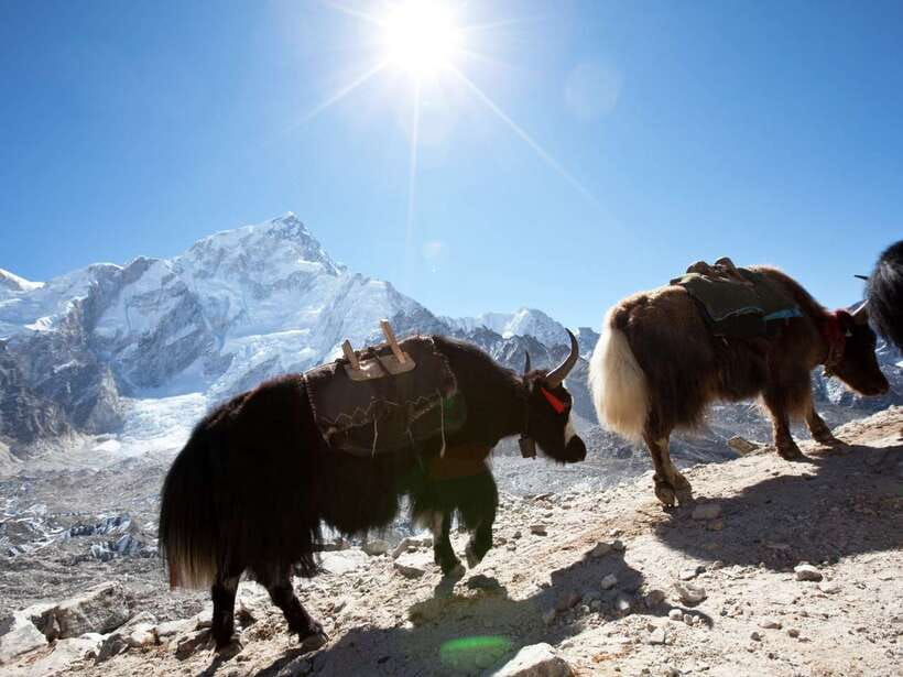 Kathmandu: 6 Days Langtang Valley Trek with Kyanjin Ri - Key highlights worth planning around