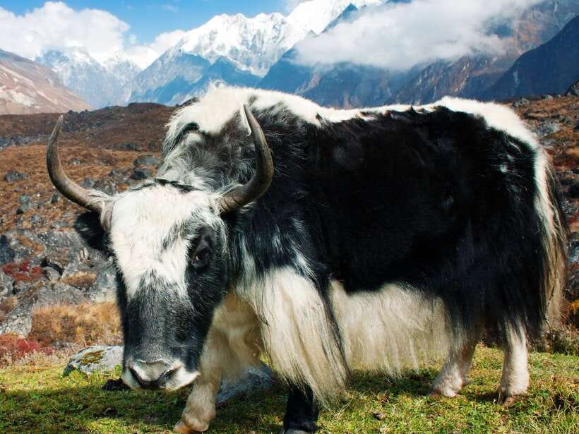 Kathmandu: 6 Days Langtang Valley Trek with Kyanjin Ri - Day 6: back to Kathmandu and what to do with your last morning