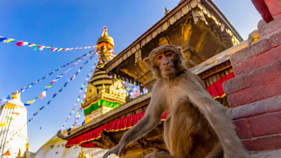 Kathmandu: Chandragiri Cable Car and Monkey Temple Tour - Key Highlights to Look Forward To
