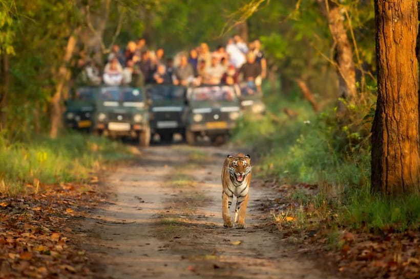 Kathmandu/Pokhara: 3 Day Chitwan Jungle Safari Tour - Day 1 in Chitwan: Tharu Village, Sunset Views, and a Dance Night