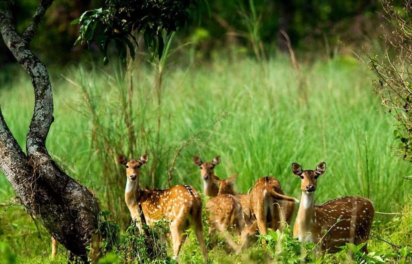 Kathmandu/Pokhara: 3 Day Chitwan Jungle Safari Tour - Getting From Kathmandu or Pokhara: Pickup at 6:30 AM and the Bus Reality