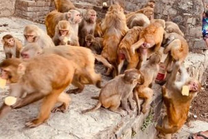 Kathmandu Private Sightseeing Tour | UNESCO World Heritage Sites - Pashupatinath Temple and the Guhyeshwari connection