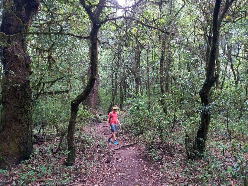 Kathmandu: Shivapuri Day Hike with Lunch - Price and Value: A Low-Cost Private Hike Near Kathmandu