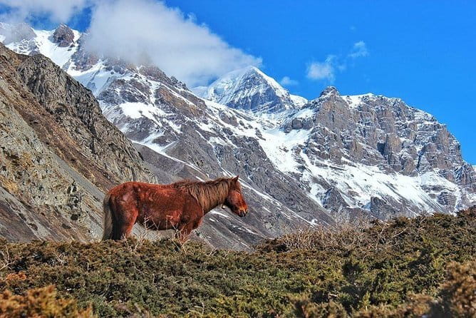 Kathmandu to Langtang Valley 7-Day Trek - Day 4: Langtang Village to Kyanjin Gompa, monasteries and mountain views