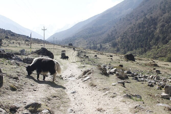 Langtang Trek from Kathmandu 7 Days - Key points that make this Langtang trek worth it