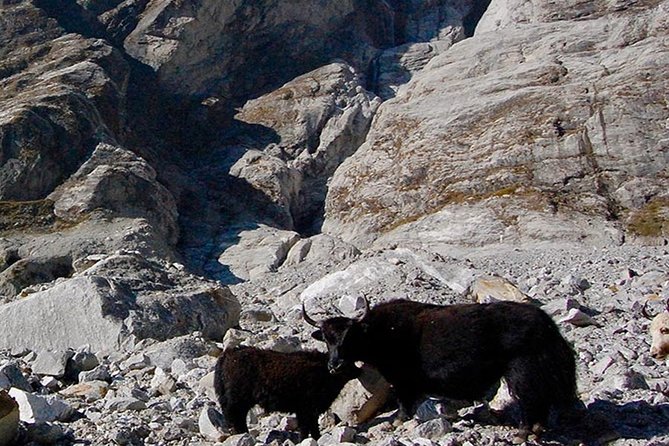 Langtang Valley Trek – 11 DAYS - Day 10 to Day 11: Kathmandu Leisure, Farewell Dinner, and Your Exit