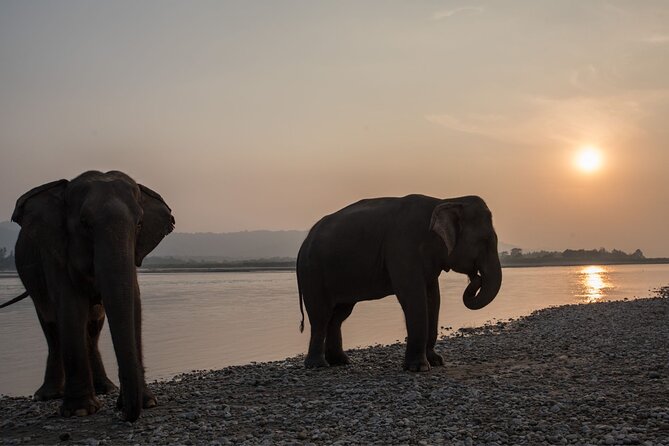 Local Living Nepal - Chitwan National Park: Jungle Mornings, Elephant Activities, and Tharu Dance Nights
