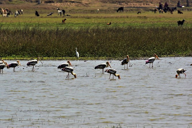 Nepal Birding - What You’re Really Buying: A Focused Birding Day