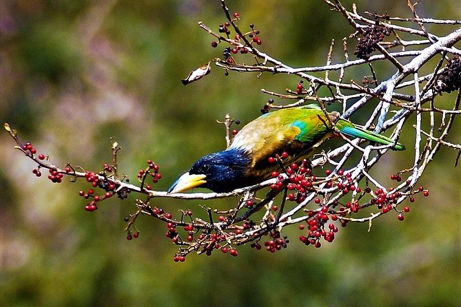 Nepal Birding - How the Bird Guide Changes Everything