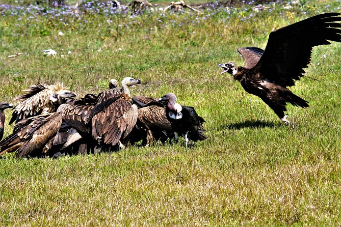 Nepal Birding - Cost and Value: What $225 Really Buys