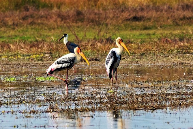 Nepal Birding - When the Day Includes Chitwan: Raptor Country and IBA Views