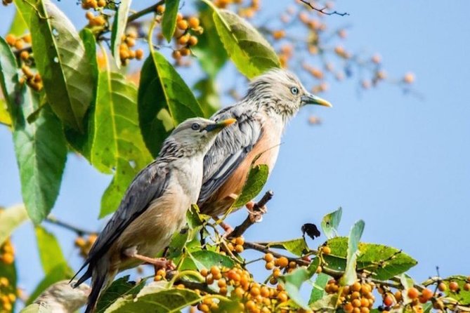 Phulchoki bird-watching tour - Key highlights you’ll care about on this birding day