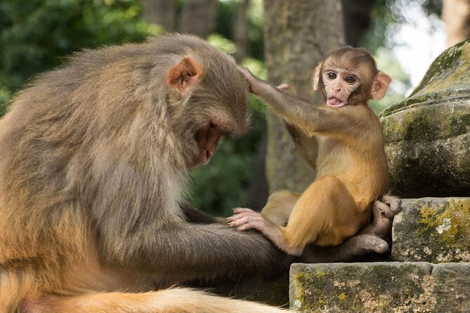 Private Full-Day Kathmandu All 7 UNESCO World Heritage Sites Tour - Swayambhunath Monkey Temple: First Views, Easy Start