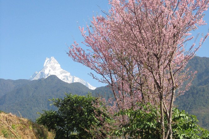 Private Multi Day Nepal Poon Hill Trekking Tour - Why Poon Hill Feels Like a Baby Trek (But Still Works Your Legs)