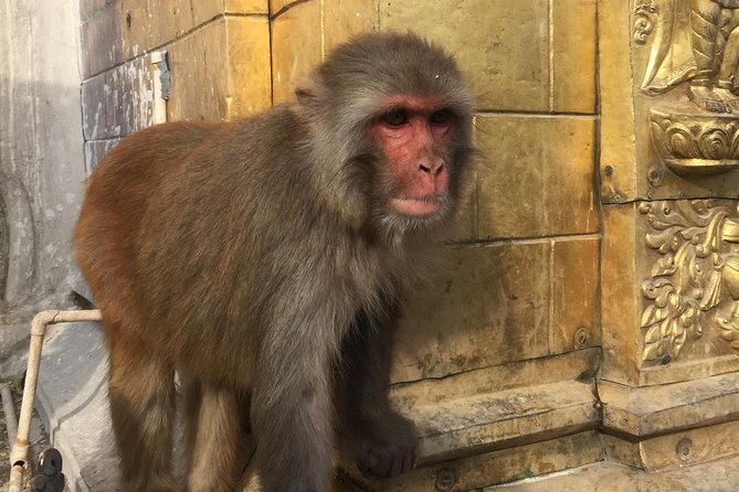 Privet Day Tours in Kathmandu Nepal - Getting there in Kathmandu: Pickup, private car, and keeping the day easy