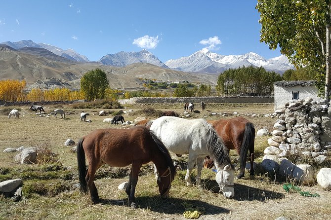 Upper Mustang Tiji Festival Trek 2024 - 18 Days - Kathmandu and Pokhara: using the easy days wisely